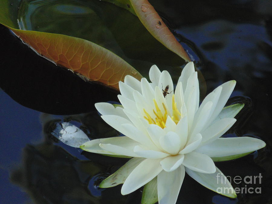 Water Lily Photograph by Daun Soden-Greene