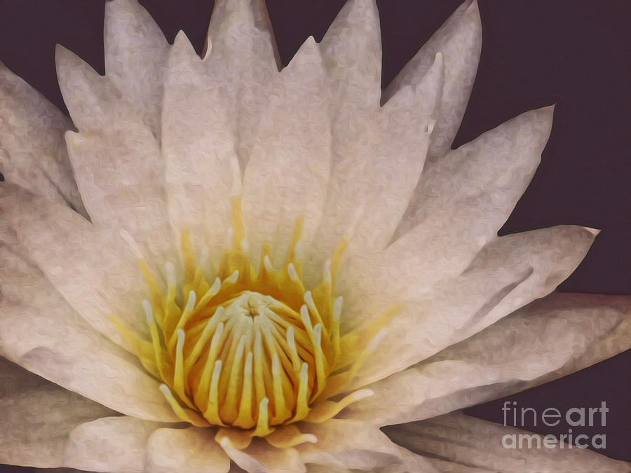 Water Lily Digital Painting Photograph by Dawn Gari