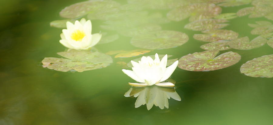 Water Lily Photograph by Douglas Pike