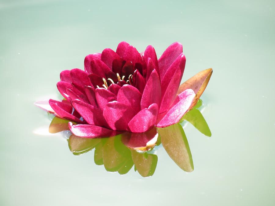 Lily Photograph - Water Lily Dream by MTBobbins Photography