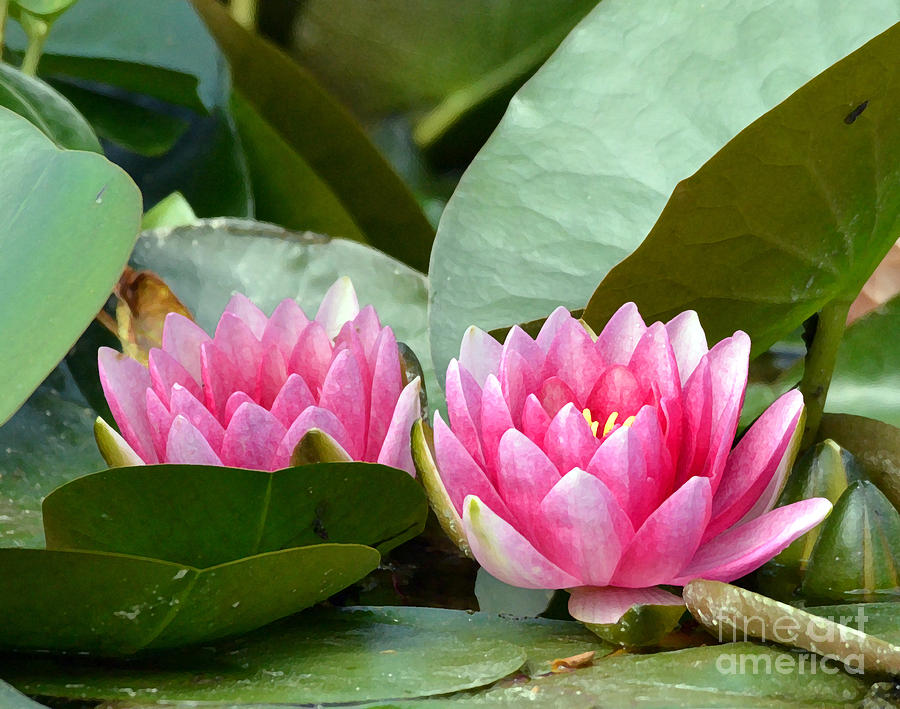 Water Lily Duo Photograph by Kerri Farley