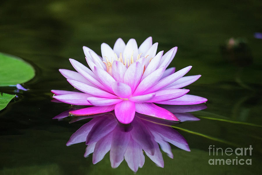 Water Lily Photograph by Ed Taylor