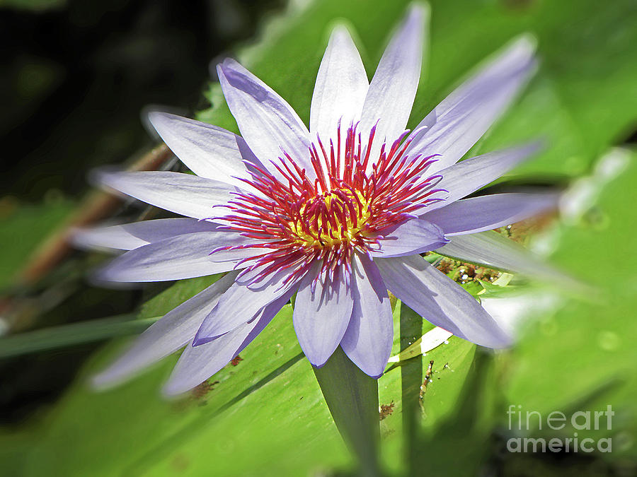 Flower Photograph - Water Lily by Elizabeth Hoskinson
