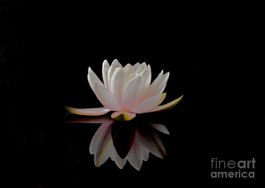 Water Lily Photograph - Water Lily by Elizabeth McPhee