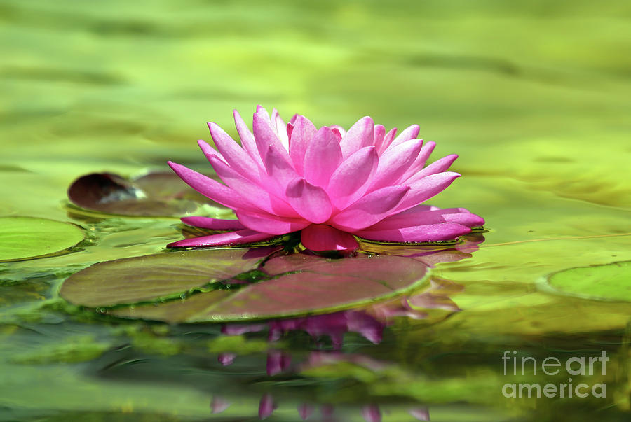 Water lily Photograph by Elizabeth Winter