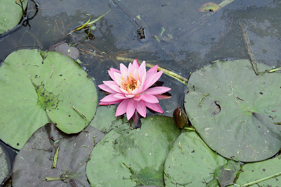Water Lily Photograph by Ellen Tully