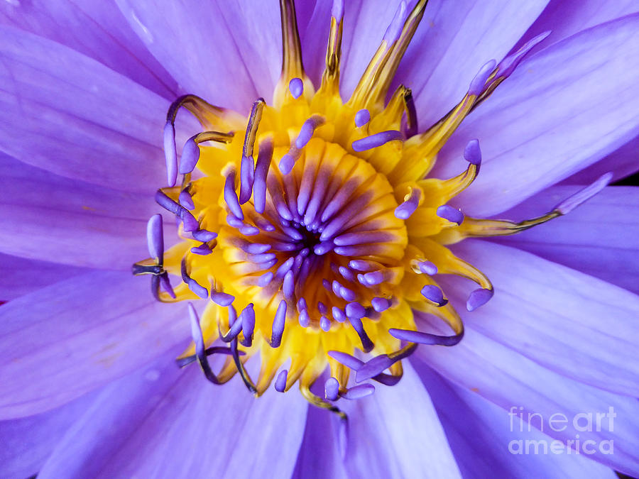 Lily Photograph - Water Lily by Eric Nagel