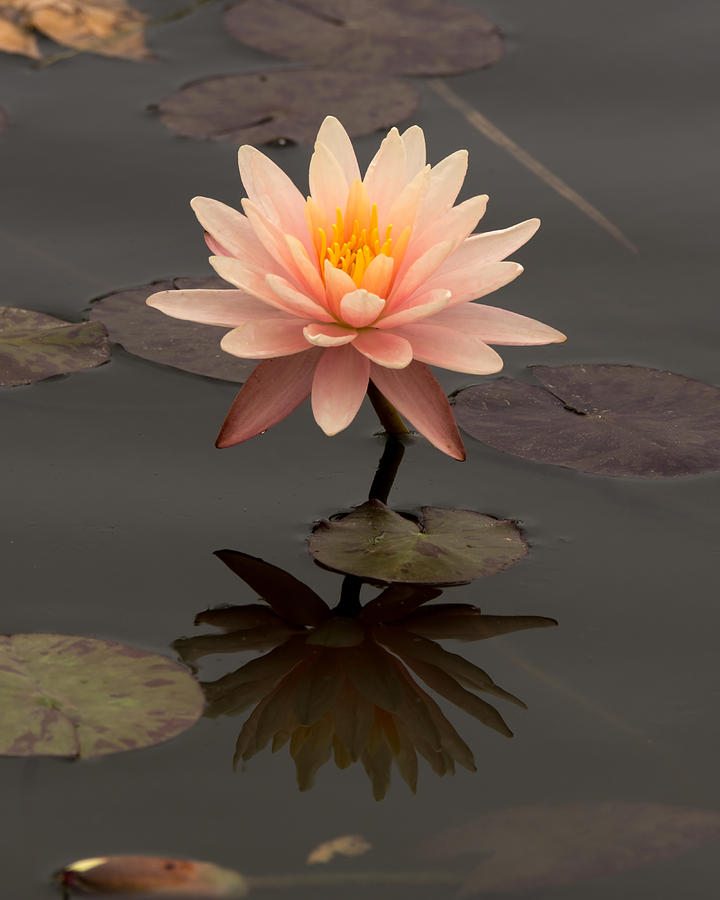 Water Lily Photograph by Ernest Echols