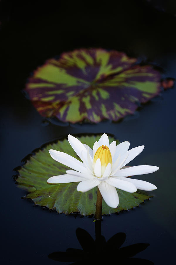 Water Lily Flower and Leafs Photograph by Dennis Kowalewski