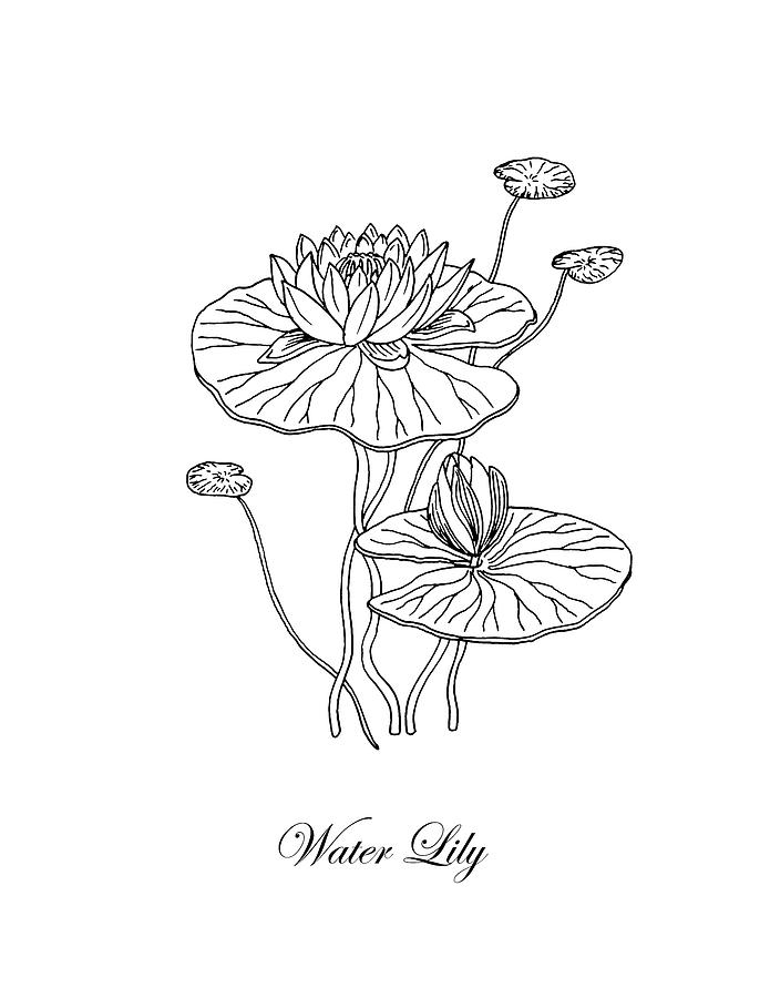 Water Lily Flower Botanical Drawing Drawing