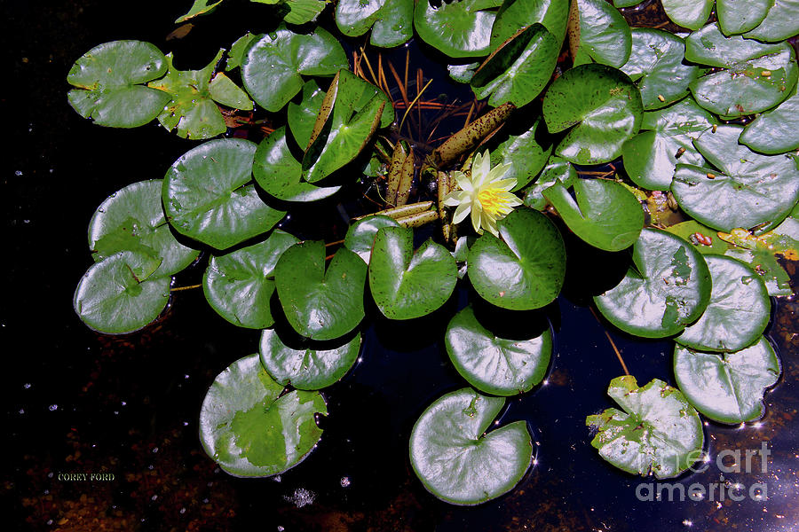 Water Lily Flower Painting by Corey Ford