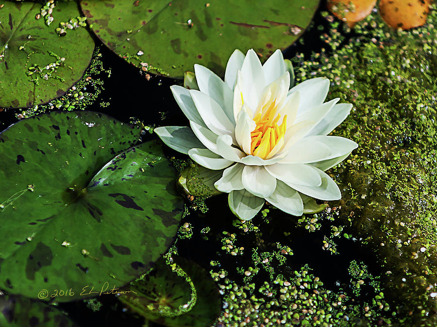 Water Lily Flower Photograph by Ed Peterson