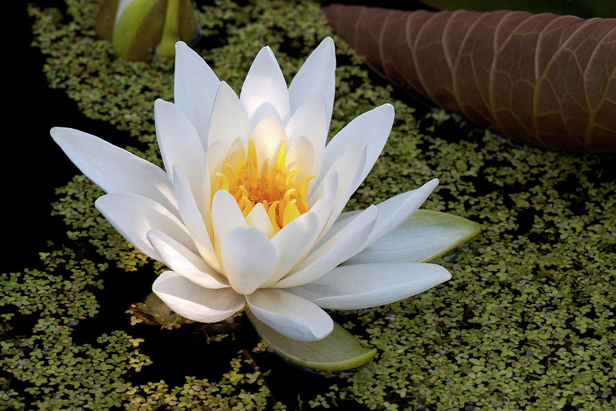 Water Lily Flowering Photograph by Michael Russell