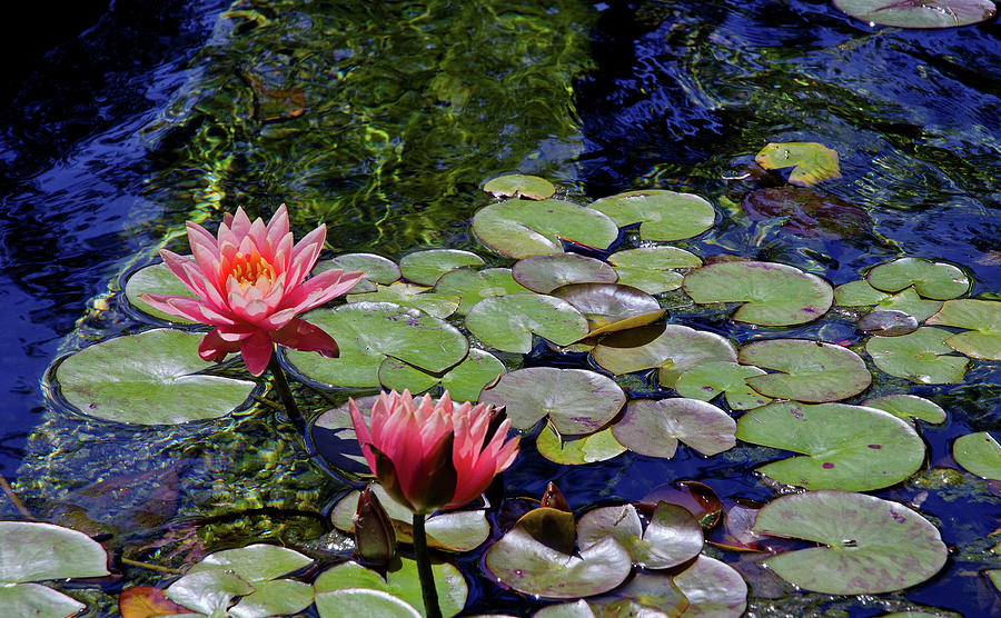 Water Lily Garden Photograph by Marie Hicks