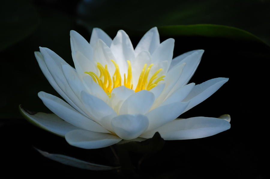 Water Lily Glow Photograph