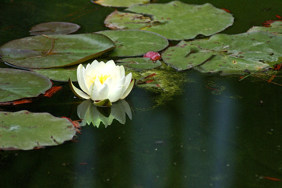 Lily Photograph - Water Lily by Heather Coen