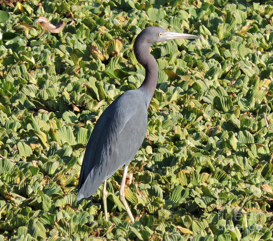 Water LIly Heron Photograph by Marilee Noland | Pixels