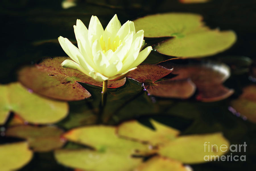 Water Lily II Photograph by Cassandra Buckley