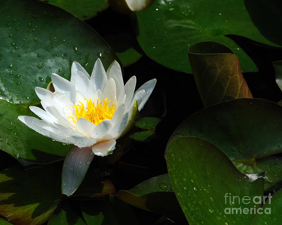 Flowers Still Life Photograph - Water Lily II by Edward Sobuta