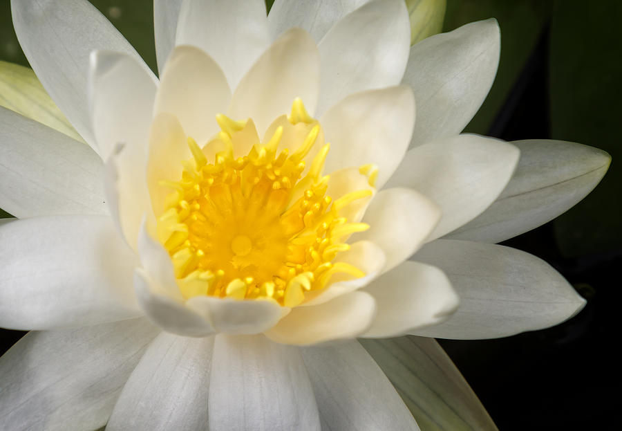 Water Lily II Photograph