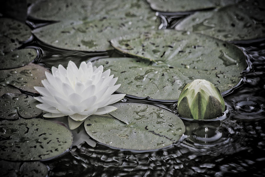 Lily Photograph - Water lily III by Marta Grabska