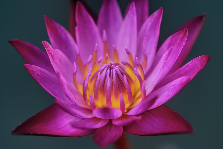Summer Photograph - Water lily III by Ravi S R