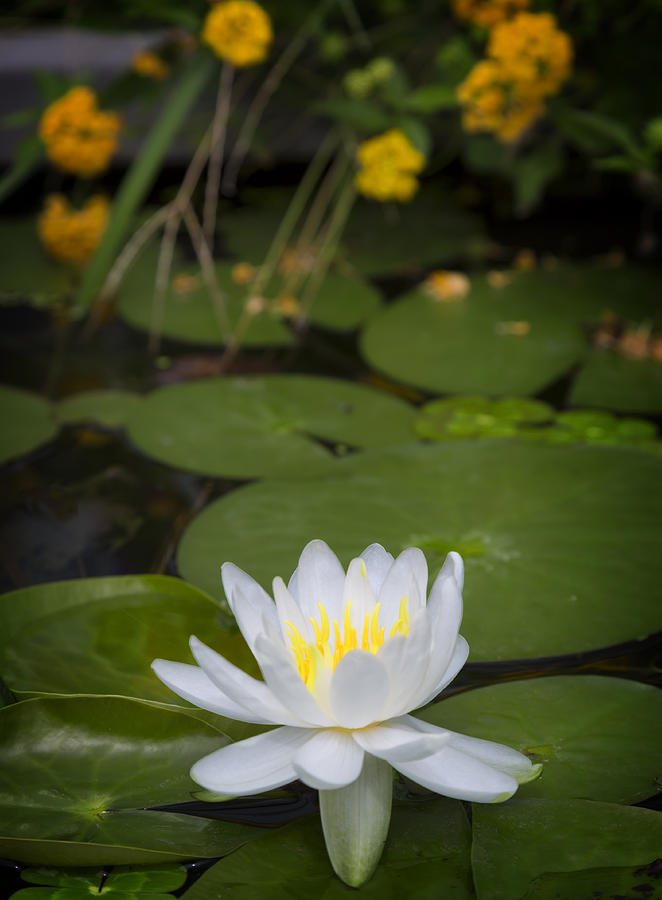 Water Lily III Photograph by Ricky Barnard