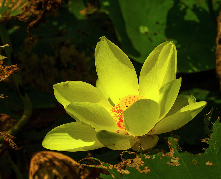 Water Lily in August Photograph by Jeff Kurtz