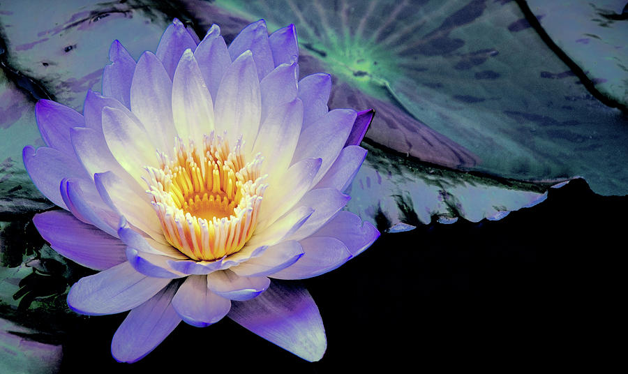 Water Lily in Lavender Photograph by Julie Palencia