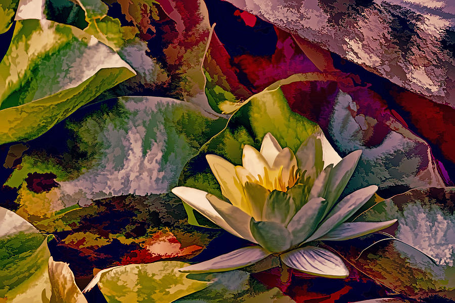 Water Lily In Living Color Photograph by Geraldine Scull