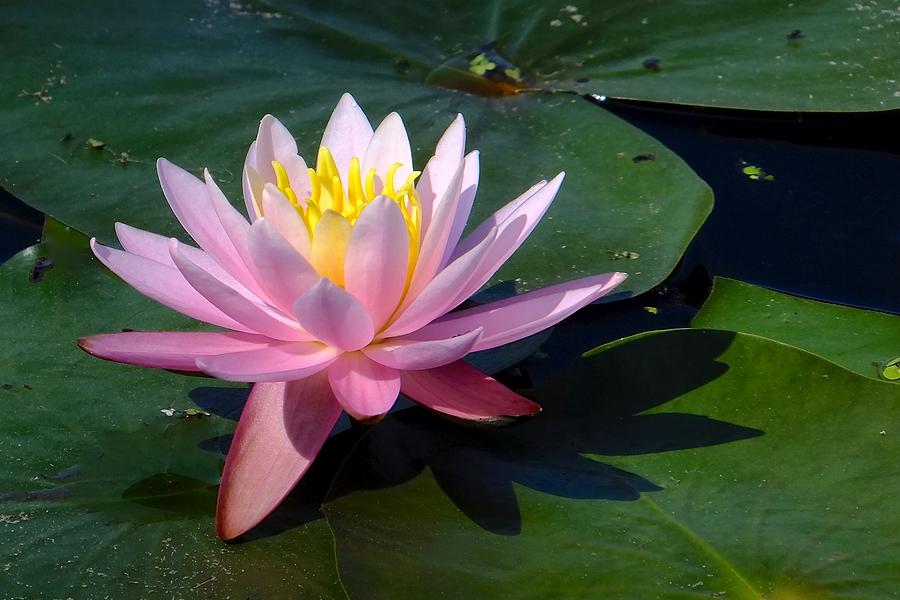 Water Lily in Mountain Lake Photograph by Tana Reiff