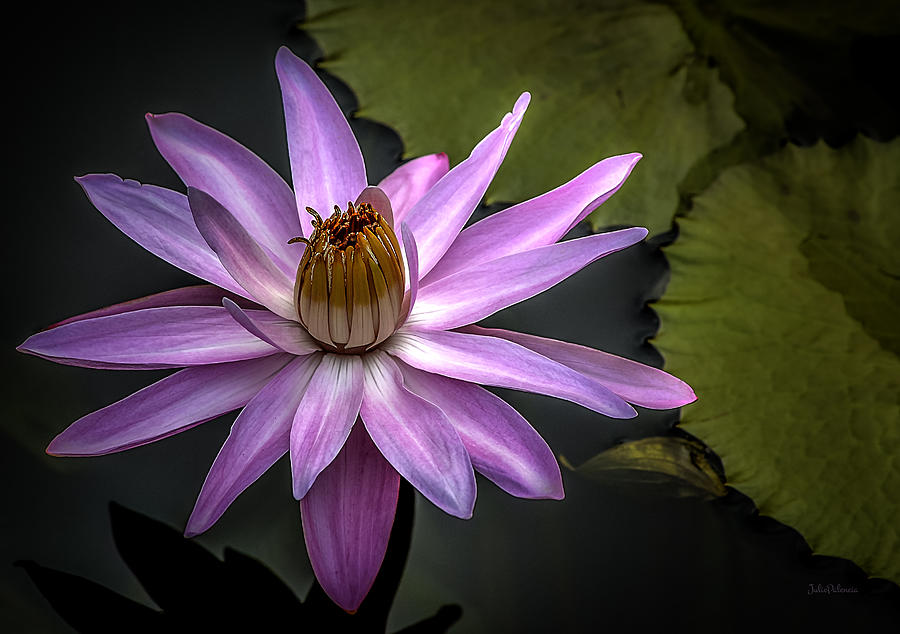 Nature Photograph - Water Lily in Pink by Julie Palencia