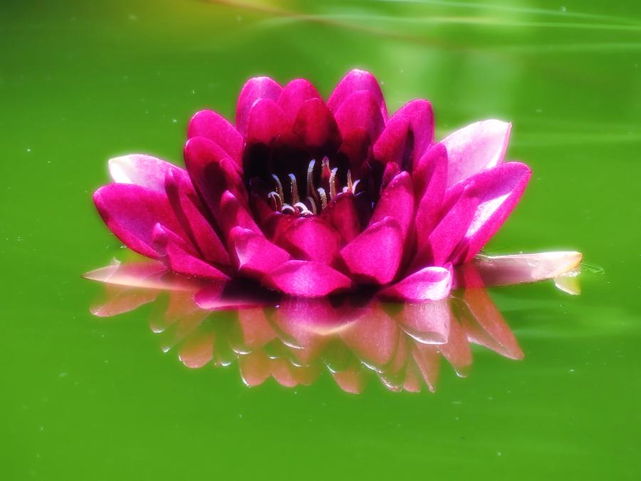 Water Lily in Pink Photograph by MTBobbins Photography