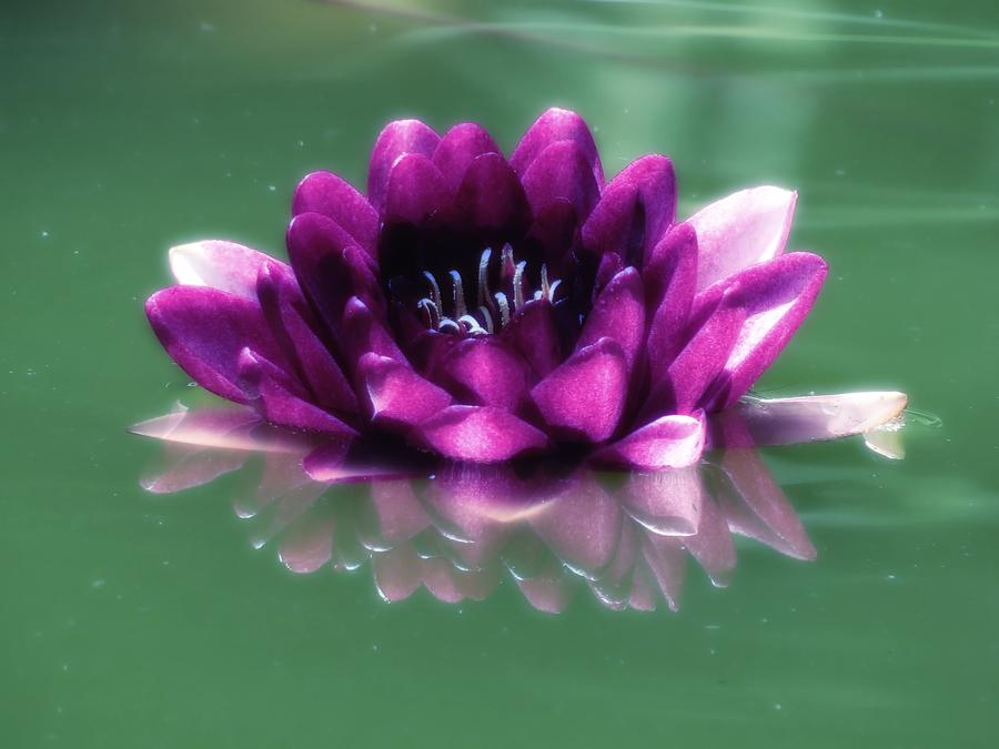 Water Lily in Purple Photograph by MTBobbins Photography