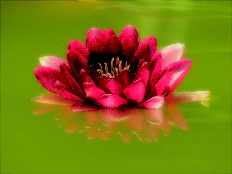 Water Lily in Red Photograph by MTBobbins Photography