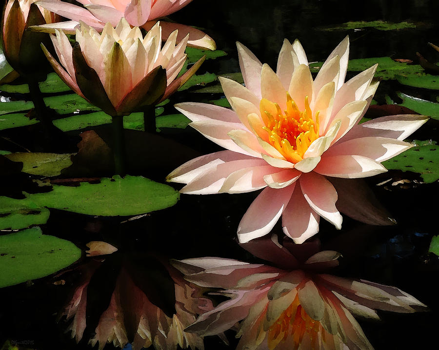 Water Lily in Sunshine Photograph by Deborah Smith