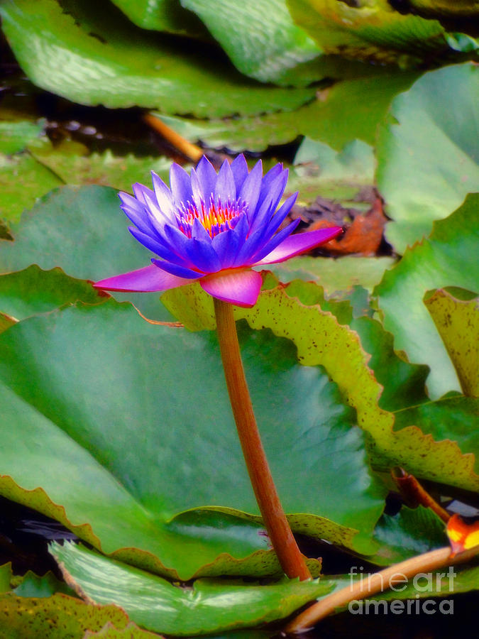 Water Lily in Tahiti Photograph by Sue Melvin