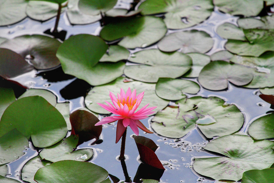 Water Lily in the Pond Photograph by Jackson Pearson