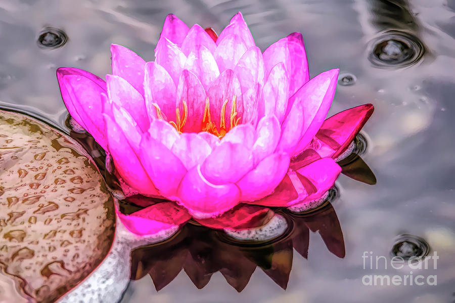 Water Lily in the Rain Digital Art by Ed Taylor