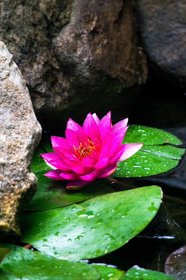 Water Lily in the Rocks Photograph by Mary Ann Artz