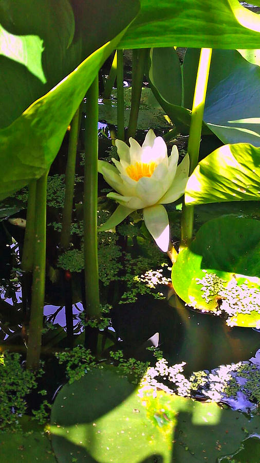 Water Lily In The Shade Photograph by Jasna Dragun