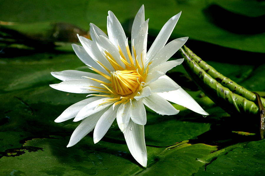 Water Lily In White Photograph