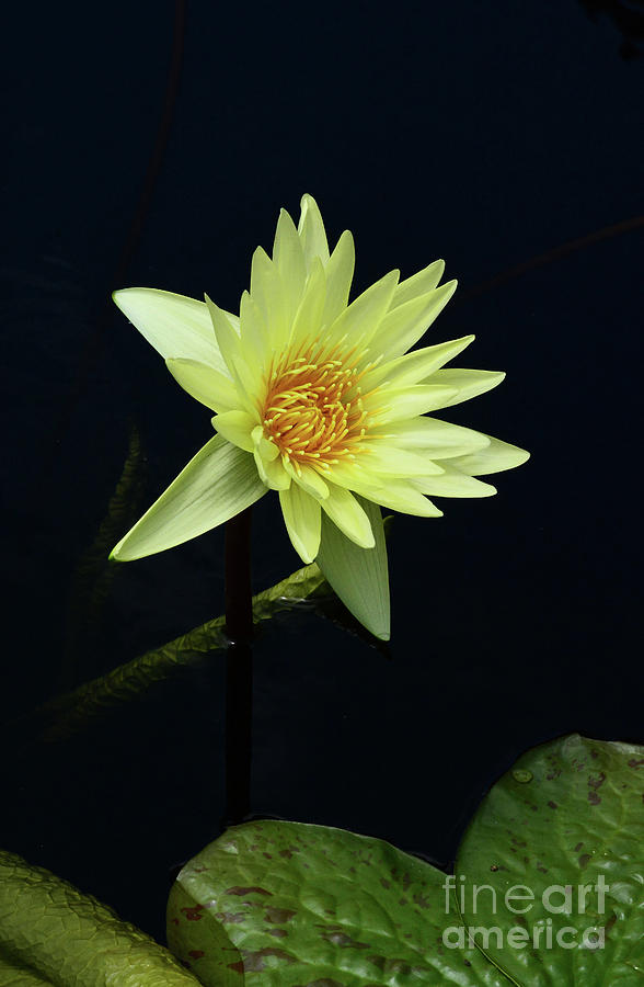 Water Lily in Yellow Photograph by Cindy Manero