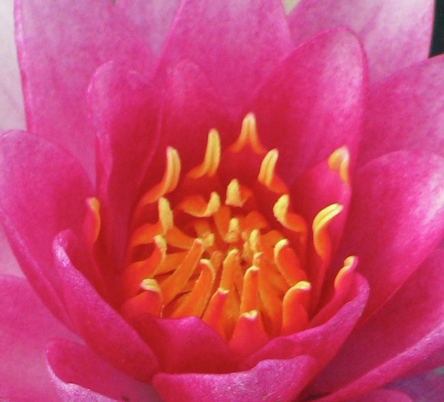 Water Lily - Into The Fire 01 Photograph by Pamela Critchlow