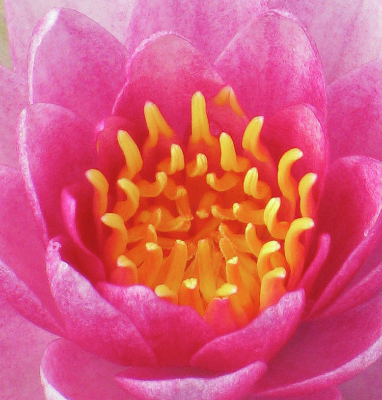 Water Lily - Into The Fire 02 Photograph by Pamela Critchlow