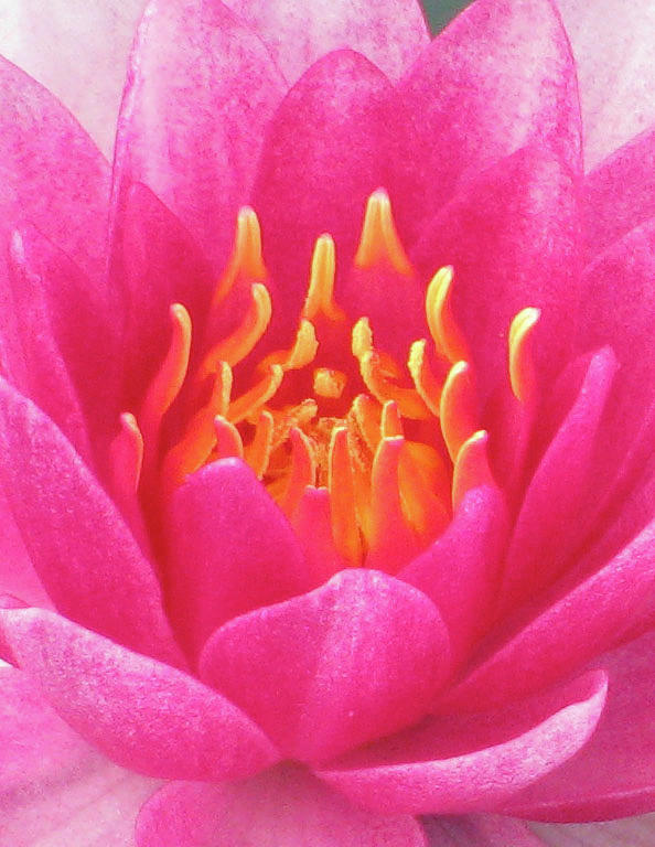 Water Lily - Into The Fire 03 Photograph by Pamela Critchlow