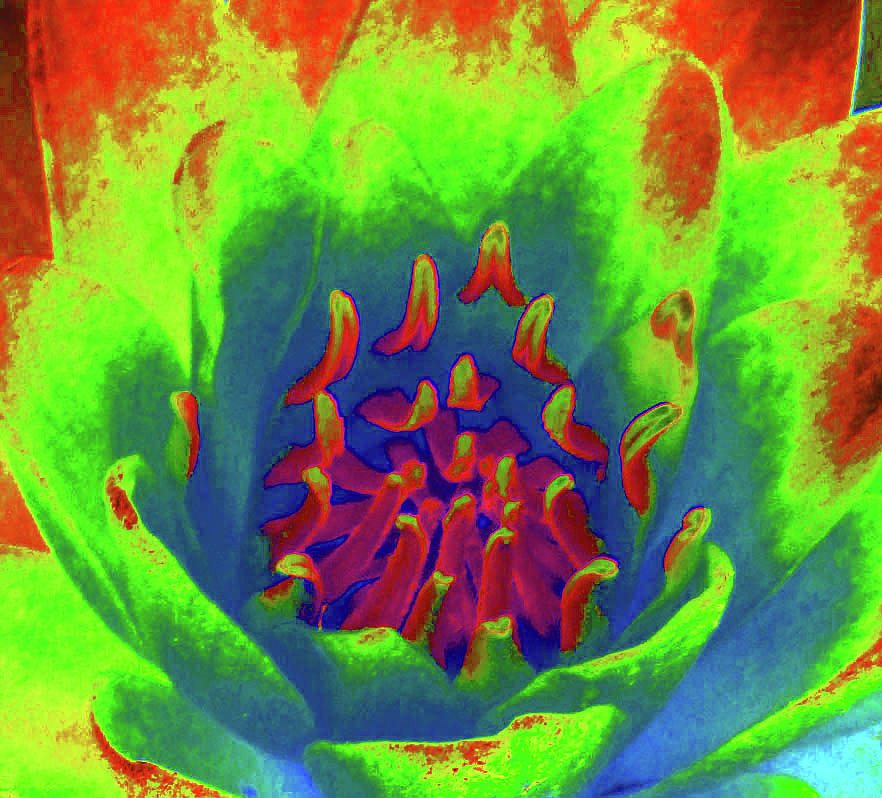 Water Lily - Into The Fire - PhotoPower 3515 Photograph by Pamela Critchlow
