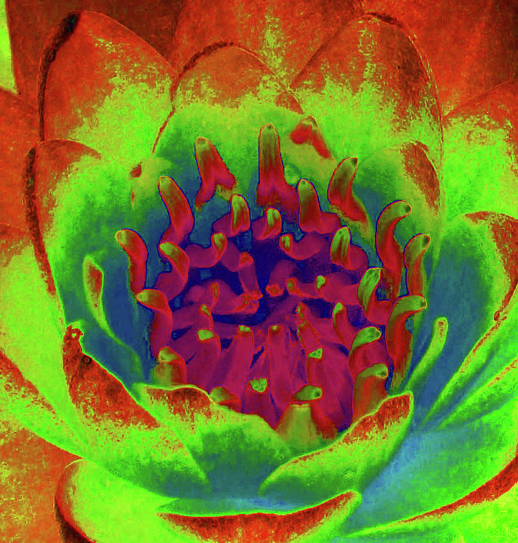 Water Lily - Into The Fire - PhotoPower 3516 Photograph by Pamela Critchlow