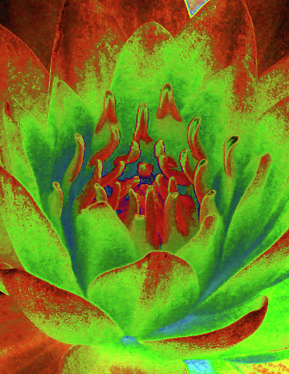 Water Lily - Into The Fire - PhotoPower 3517 Photograph by Pamela Critchlow