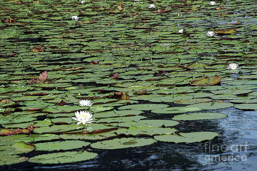 Water Lily Invasion Photograph by Shannon Slaydon